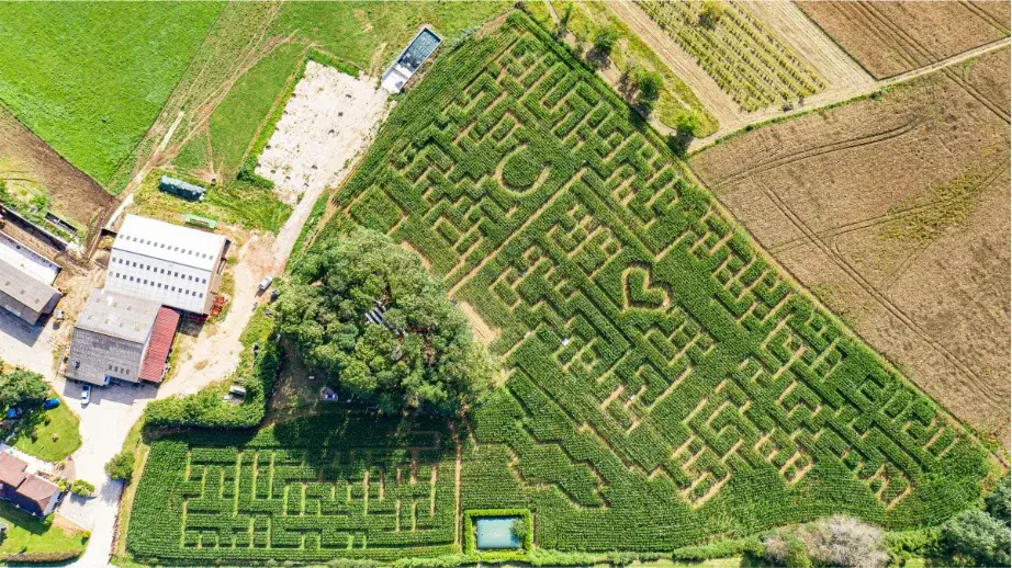 Labyrinthe Maïs