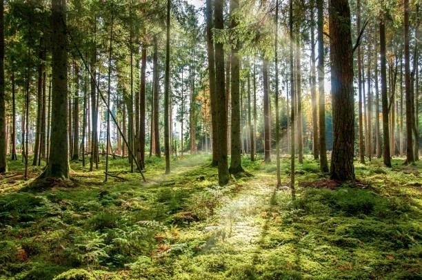 Découverte de la forêt de la Joux